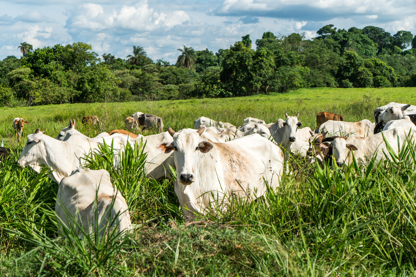 cattle on pasture