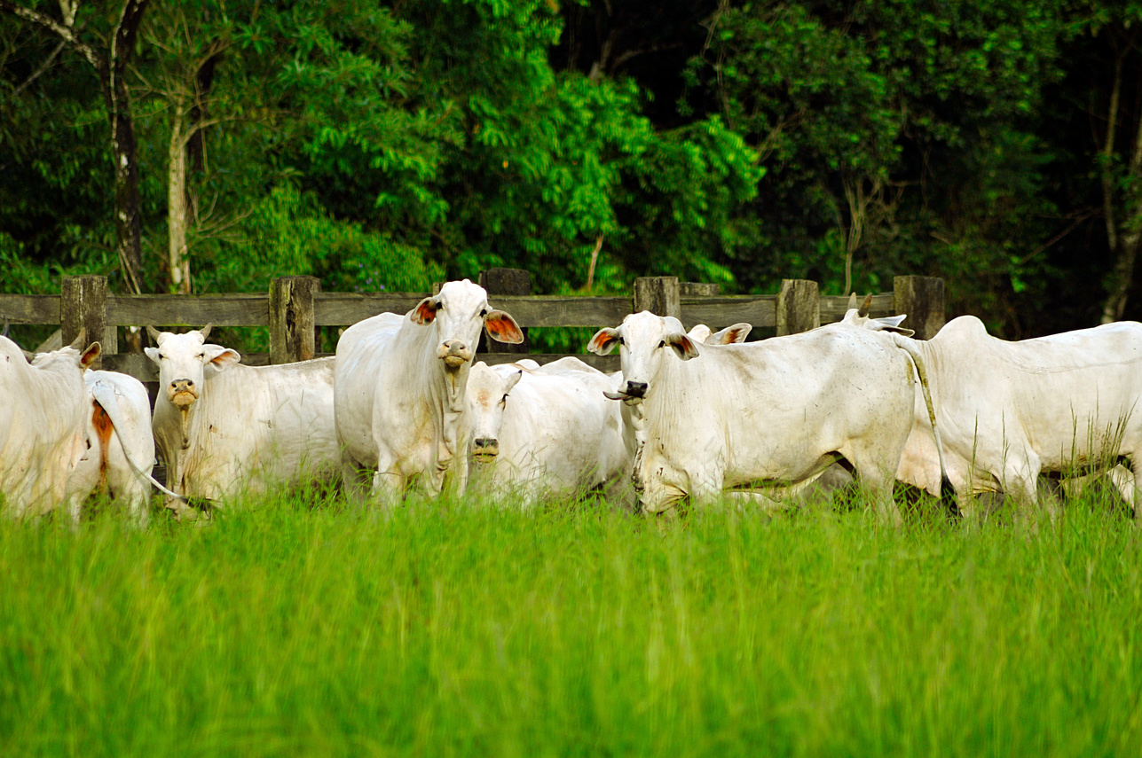 Pasture