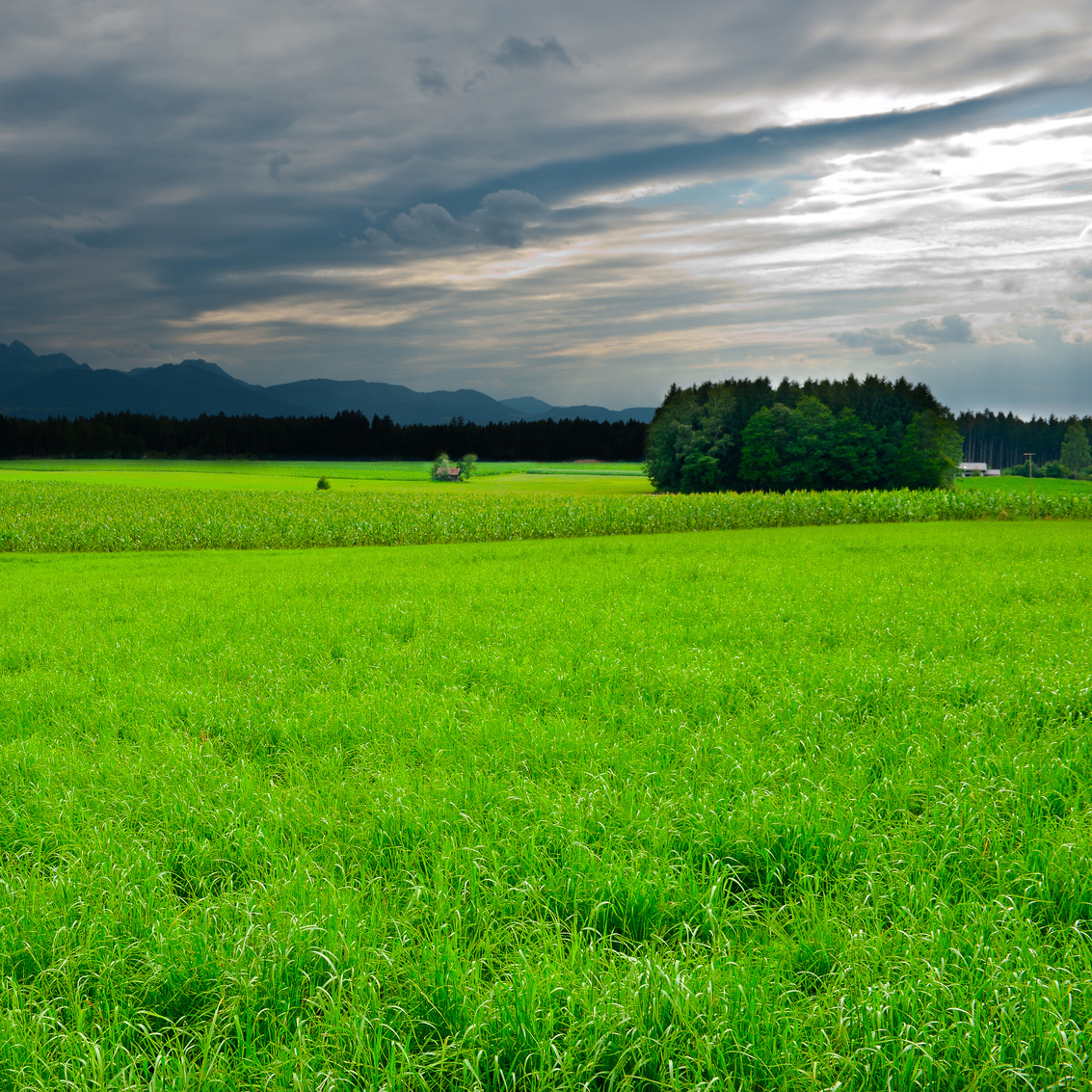 Pasture